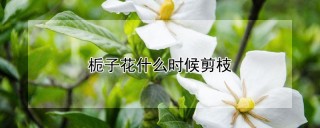 栀子花什么时候剪枝,第1图