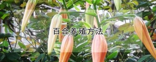 百合养殖方法,第1图