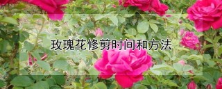 玫瑰花修剪时间和方法,第1图