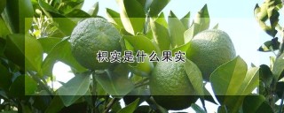 枳实是什么果实,第1图