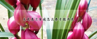 大花惠兰家庭怎么养才能开花,第1图