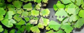 叶子一半干枯一半绿是什么病,第1图