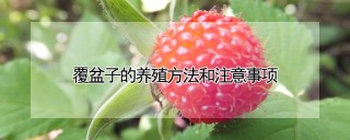 覆盆子的养殖方法和注意事项,第1图