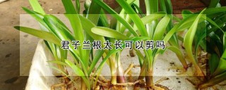 君子兰根太长可以剪吗,第1图