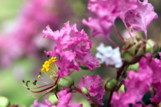 紫荆花秋天可以栽吗,第3图