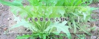 天香草长什么样子,第1图