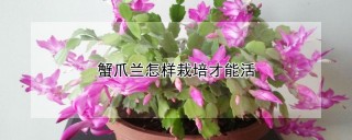 蟹爪兰怎样栽培才能活,第1图