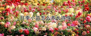 月季小苗怎么养长得快,第1图