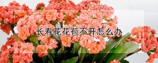 长寿花花苞不开怎么办,第1图