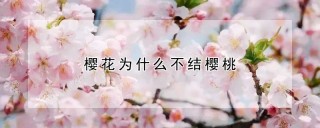 樱花为什么不结樱桃,第1图