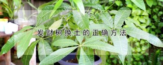 发财树换土的正确方法,第1图