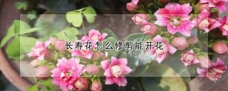 长寿花怎么修剪能开花,第1图