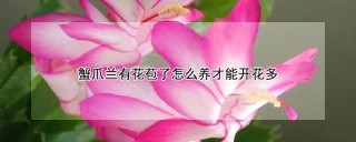 蟹爪兰有花苞了怎么养才能开花多,第1图