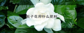 栀子花用什么肥料,第1图