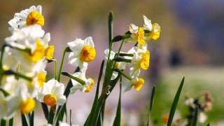 水仙花开败了怎么办,第1图