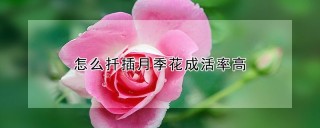 怎么扦插月季花成活率高,第1图