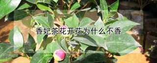 香妃茶花开花为什么不香,第1图