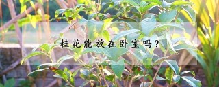 桂花能放在卧室吗?,第1图