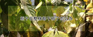 栀子花整株都干枯了怎么办,第1图