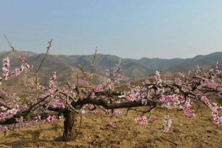 桃花种子怎么种，必须使用处理后的种子种植,第1图