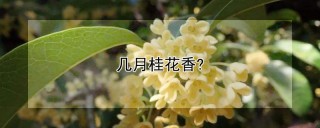 几月桂花香?,第1图