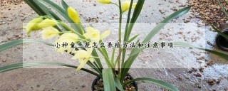 小神童兰花怎么养殖方法和注意事项,第1图