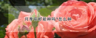 月季花籽能种吗?怎么种,第1图