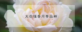 大花强香月季品种,第1图