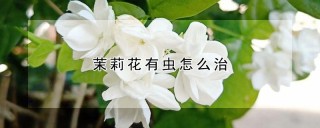 茉莉花有虫怎么治,第1图