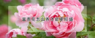 富贵花怎么养才能更旺盛,第1图