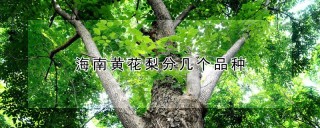 海南黄花梨分几个品种,第1图