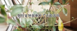 倒挂金钟就剩杆了还能活吗,第1图