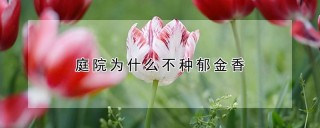 庭院为什么不种郁金香,第1图