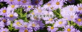 常年开花的室内花卉,第1图