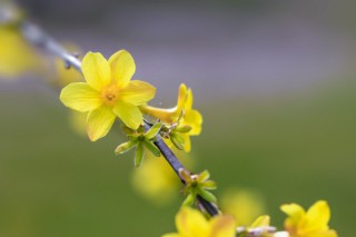 迎春花枝条干枯什么病,第3图