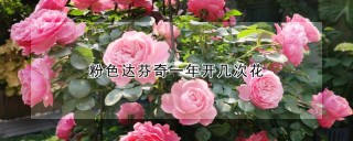 粉色达芬奇一年开几次花,第1图