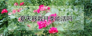 夏天移栽月季能活吗,第1图