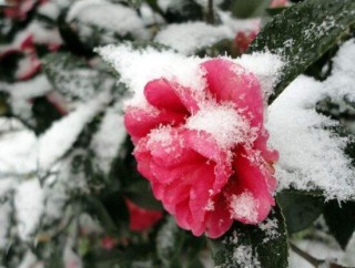 茶花冬天怎么养，茶花冬天的养殖方法,第2图