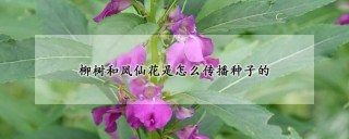 柳树和凤仙花是怎么传播种子的,第1图