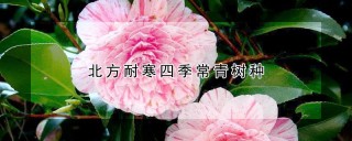 北方耐寒四季常青树种,第1图