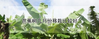 芭蕉树几月份移栽比较好,第1图