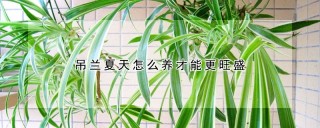 吊兰夏天怎么养才能更旺盛,第1图