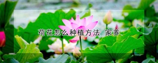 荷花怎么种植方法 家养,第1图