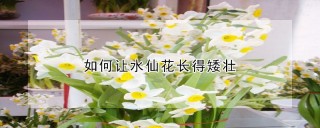 如何让水仙花长得矮壮,第1图