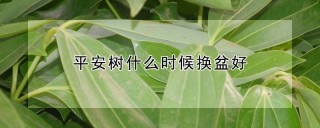 平安树什么时候换盆好,第1图