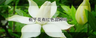 栀子花有红色品种吗,第1图