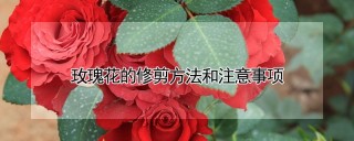 玫瑰花的修剪方法和注意事项,第1图