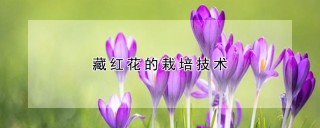 藏红花的栽培技术,第1图