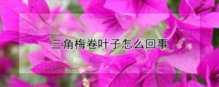 三角梅卷叶子怎么回事,第1图