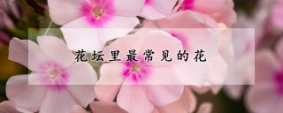 花坛里最常见的花,第1图